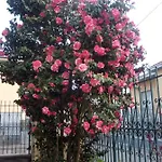 Antica Corte Lombarda モルターラ